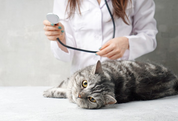 How Do Cats Feel After Radioiodine Treatment? | Francophonie Culture